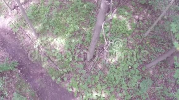 林中树木的鸟瞰图视频的预览图