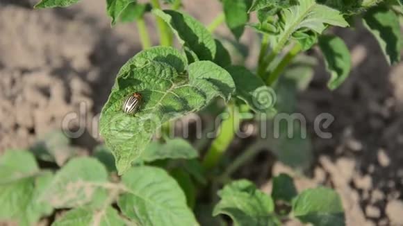 科罗拉多甲虫叶子视频的预览图