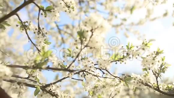 美丽的苹果树树枝视频的预览图
