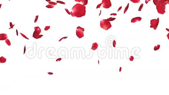玫瑰花瓣飘落与白色股票片段视频的预览图