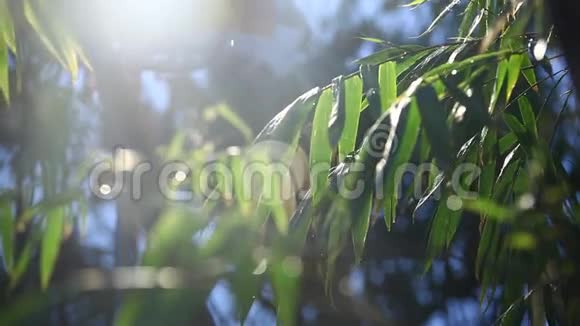 花园里的雨滴视频的预览图