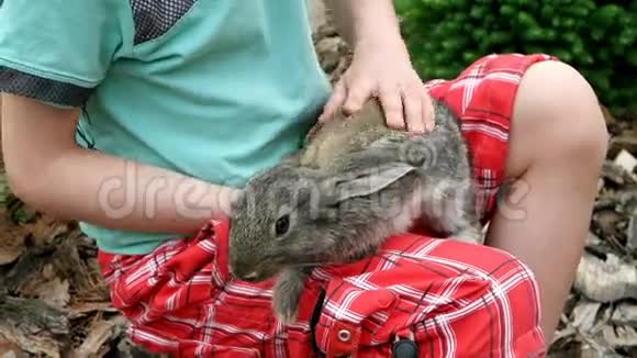 兔子是大自然的美丽动物视频的预览图