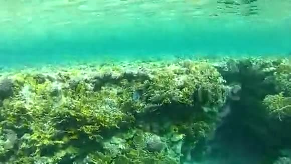 美丽的珊瑚热带海洋视频的预览图