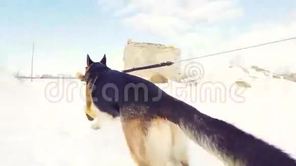 德国牧羊犬在户外玩慢动作斯特迪康视频的预览图