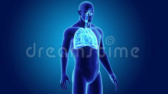 人的肺和身体视频的预览图