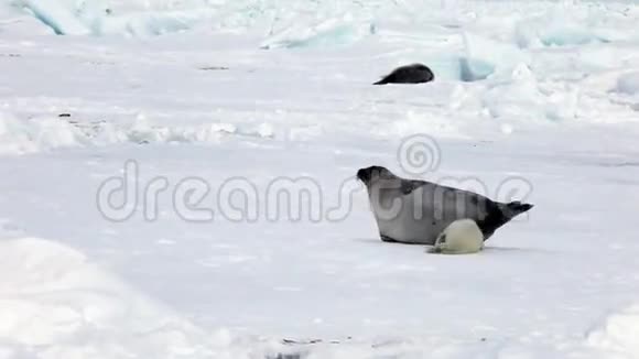 可爱的新生海豹在冰上寻找妈妈视频的预览图