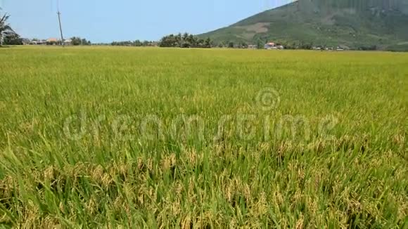 越南湄公河三角洲的稻田视频的预览图