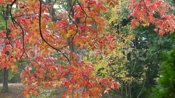 日本的枫树季节视频的预览图