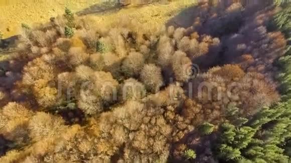 飞过五彩缤纷的秋林视频的预览图
