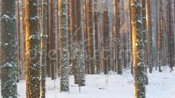 冬季景观冬天的场景视频的预览图