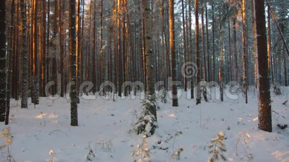 冬季景观冬天的场景视频的预览图