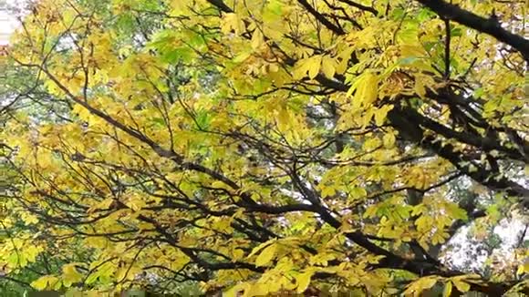秋天在公园里有栗树视频的预览图