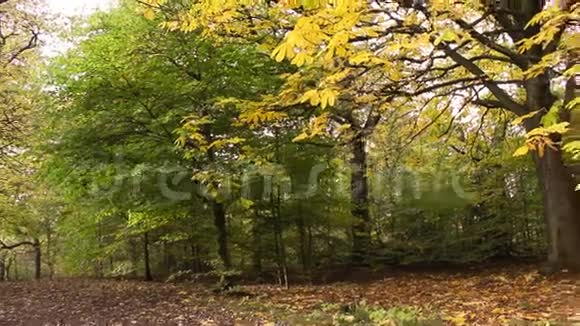 秋天在公园里有栗树视频的预览图