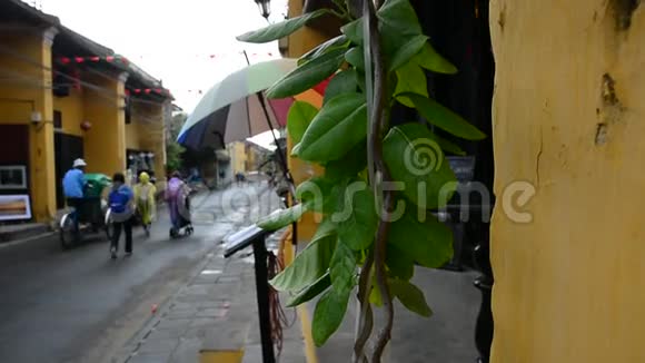 越南海安街绿树视频的预览图