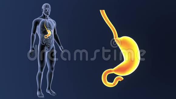 胃与器官缩放视频的预览图