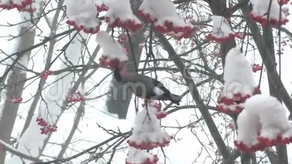 牛翅在雪地里吃树上的红视频的预览图