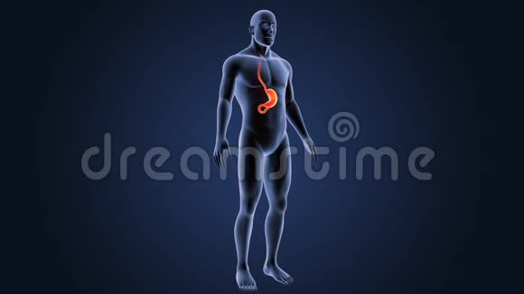 人体胃与身体视频的预览图