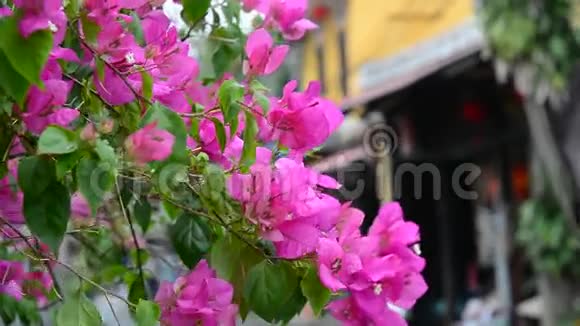 布干维尔的花朵盛开视频的预览图