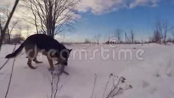 德国牧羊犬在户外玩慢动作斯特迪康视频的预览图