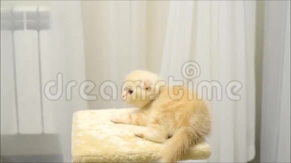 一只小猫在玩玩具和挠痒痒视频的预览图