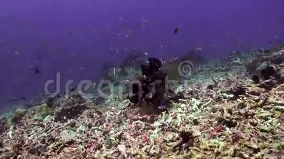 净海礁蓝鱼派视频的预览图