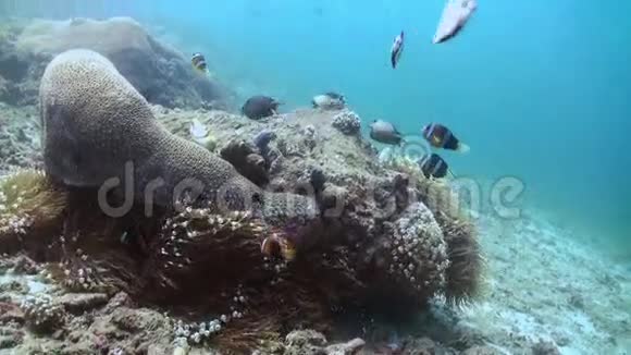 印度尼西亚巴厘岛的水下世界视频的预览图