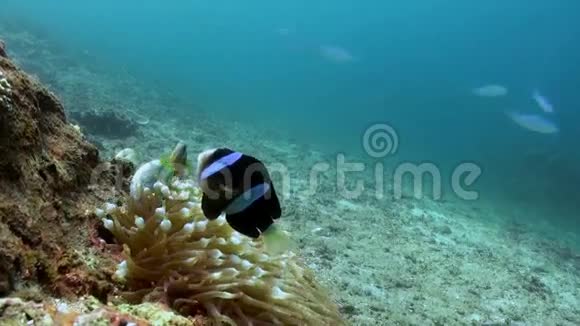 印度尼西亚巴厘岛的水下世界视频的预览图