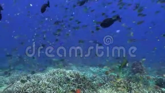净海礁蓝鱼派视频的预览图