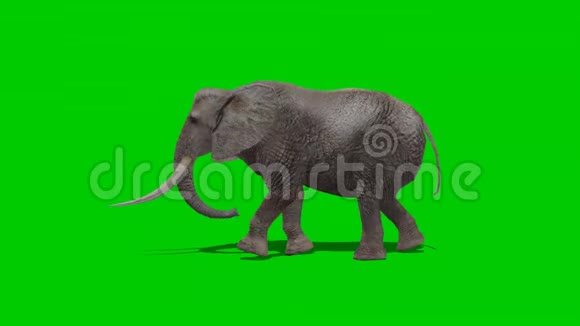 大象行走绿色屏幕视频的预览图