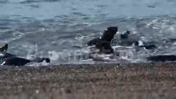 巴塔哥尼亚海滩的海狮海豹视频的预览图
