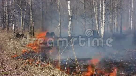 森林大火燃烧干草视频的预览图