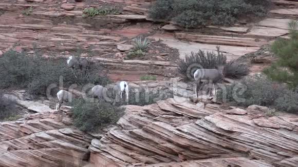 沙漠大角羊视频的预览图