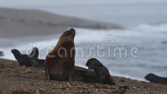 巴塔哥尼亚海滩的海狮海豹视频的预览图