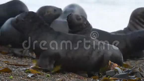 巴塔哥尼亚海滩的海狮海豹视频的预览图