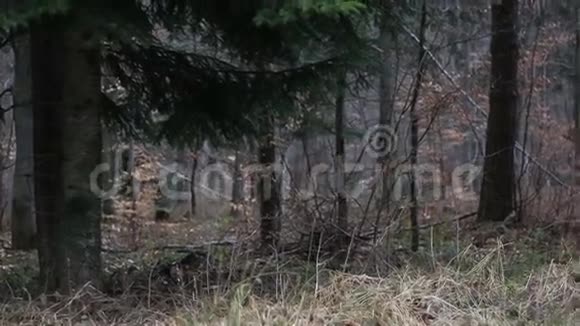 比斯扎迪山脉的老森林视频的预览图