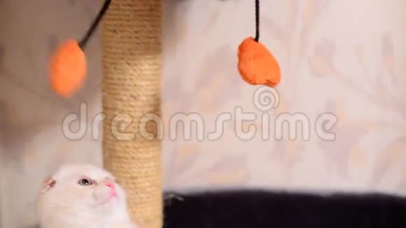 一只小猫在玩玩具抓挠视频的预览图