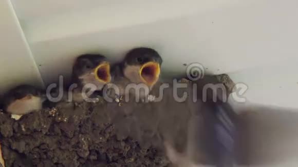 在巢里吞咽小鸡燕子喂小鸡视频的预览图
