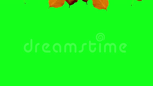 秋叶落绿屏视频的预览图