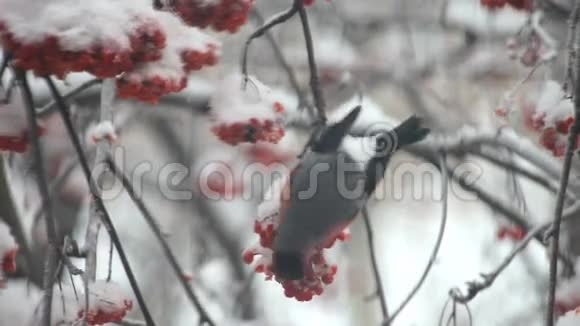 牛翅在雪地里吃树上的红视频的预览图