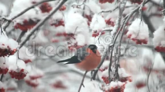 牛翅在雪地里吃树上的红视频的预览图