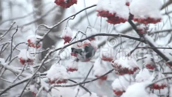牛翅在雪地里吃树上的红视频的预览图