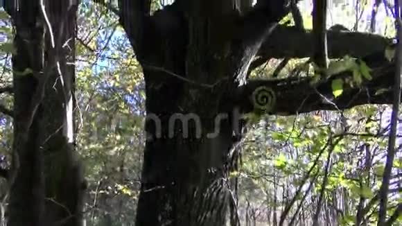 十月的树和阳光视频的预览图