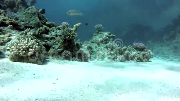 水生的水下的珊瑚和鱼视频的预览图