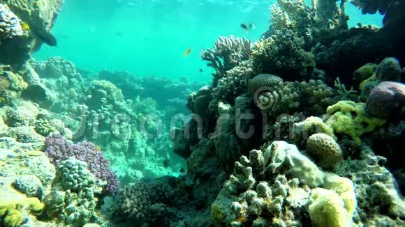 异国情调水下珊瑚和鱼视频的预览图