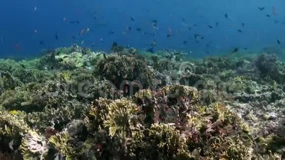 印度尼西亚巴厘岛的水下世界海洋生活视频的预览图