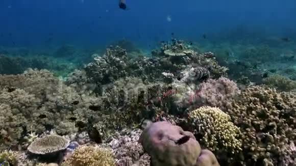 印度尼西亚巴厘岛的水下世界海洋生活视频的预览图