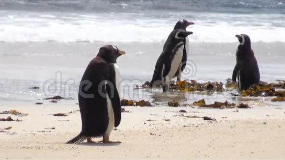 企鹅麦哲伦和根图视频的预览图