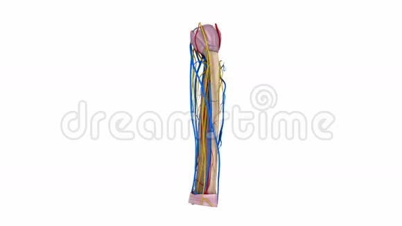 带韧带血管和神经的半径和尺骨视频的预览图