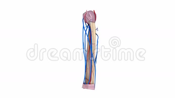 带韧带和血管的半径和尺骨视频的预览图
