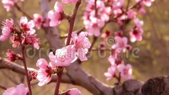 春天的花朵背景视频的预览图